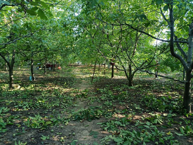 清香核桃