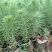 马尾松苗，湿地松苗。自产自销，一手货源，诚信经营。