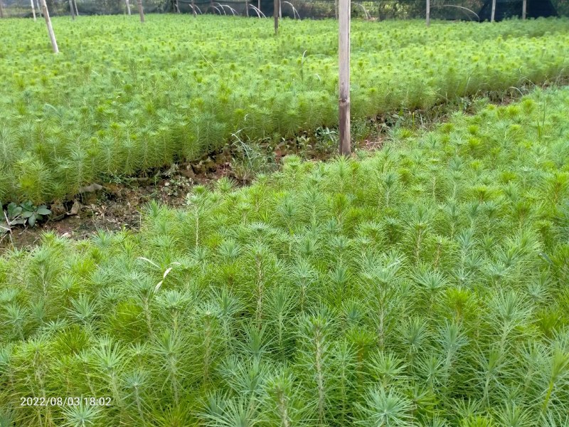 马尾松苗，湿地松苗。自产自销，一手货源，诚信经营。