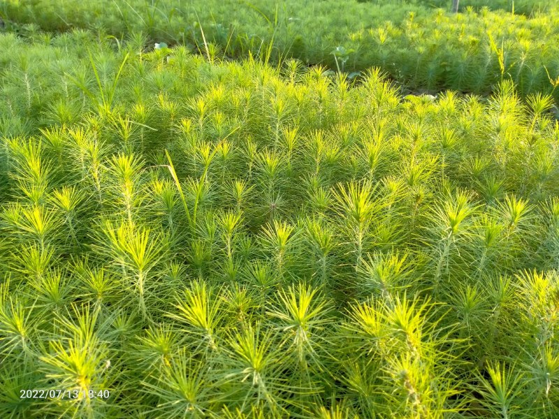 马尾松苗，湿地松苗。自产自销，一手货源，诚信经营。