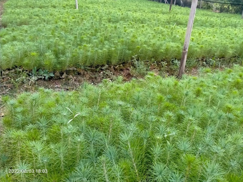 马尾松苗，湿地松苗。自产自销，一手货源，诚信经营。