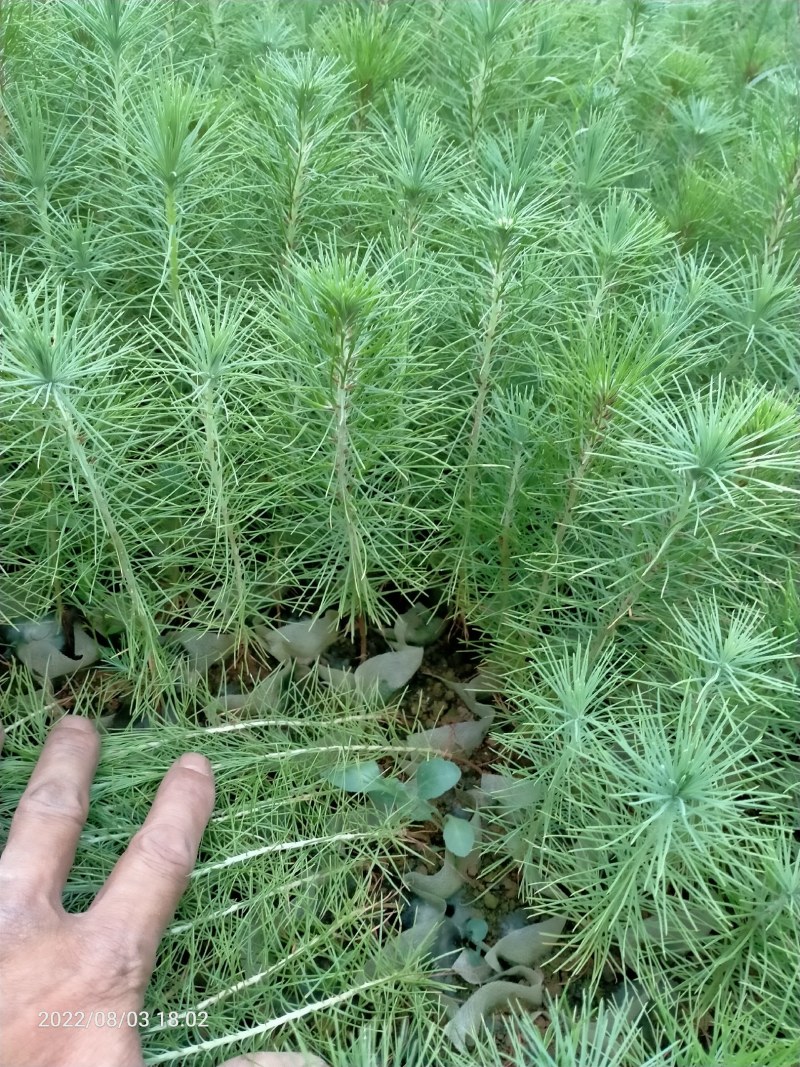 马尾松苗，湿地松苗。自产自销，一手货源，诚信经营。