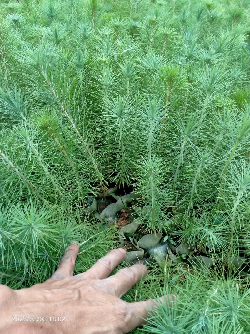 马尾松苗，湿地松苗。自产自销，一手货源，诚信经营。