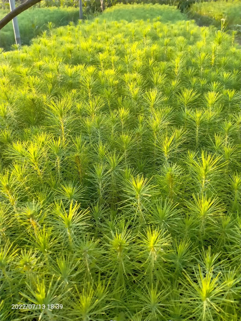 马尾松苗，湿地松苗。自产自销，一手货源，诚信经营。