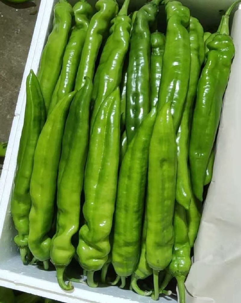 鲜辣椒潍坊产地农产品直供（大棚种植品质有保证，品种齐全）