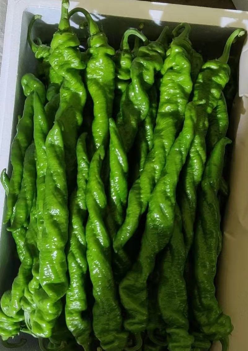 鲜辣椒潍坊产地农产品直供（大棚种植品质有保证，品种齐全）