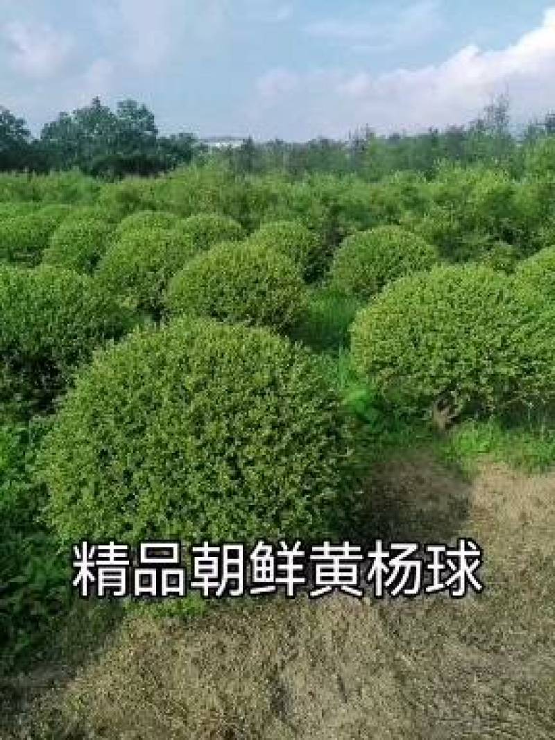 100厘米朝鲜黄杨球