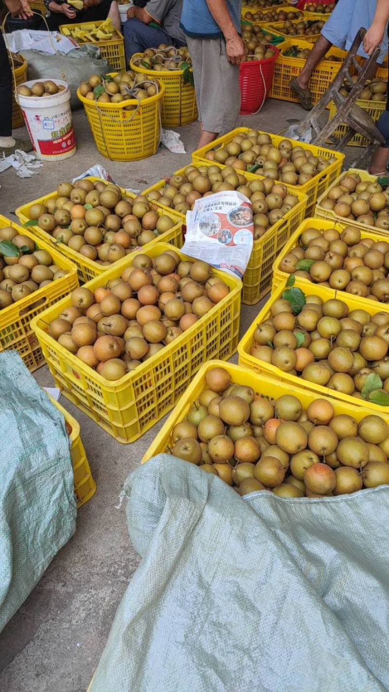 黄花梨，灌阳黄花梨，场地大量有货几百万斤，欢迎老板来视察
