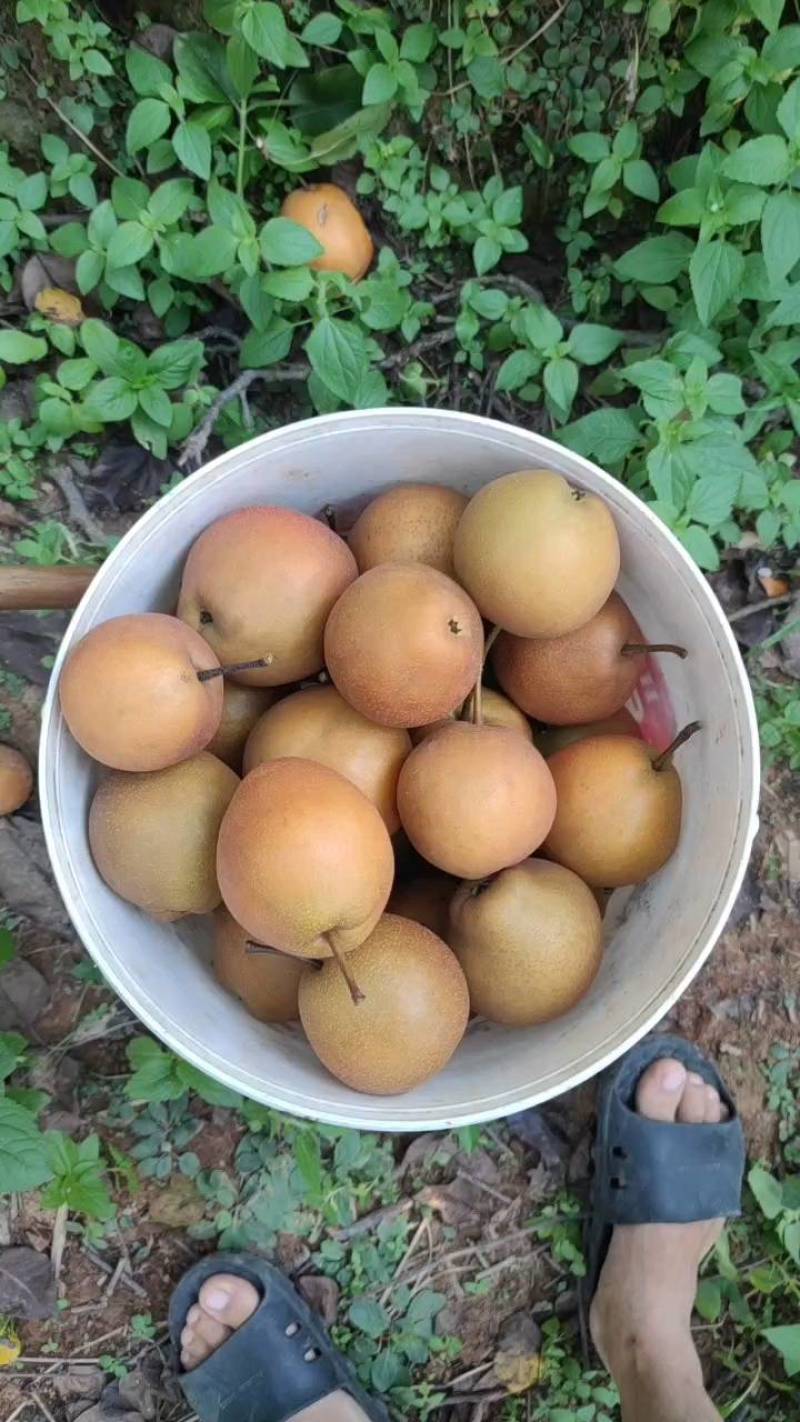 黄花梨，灌阳黄花梨，场地大量有货几百万斤，欢迎老板来视察