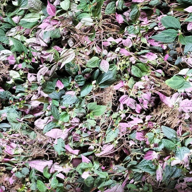 【热销中】云南风柜斗草产地直发货源充足欢迎咨询