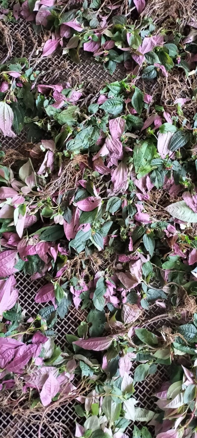 【热销中】云南风柜斗草产地直发货源充足欢迎咨询