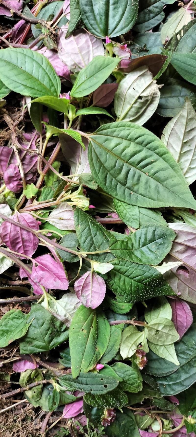 【热销中】云南风柜斗草产地直发货源充足欢迎咨询