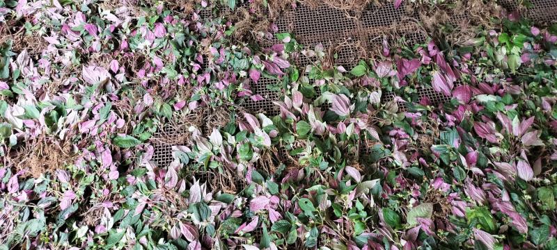 【热销中】云南风柜斗草产地直发货源充足欢迎咨询