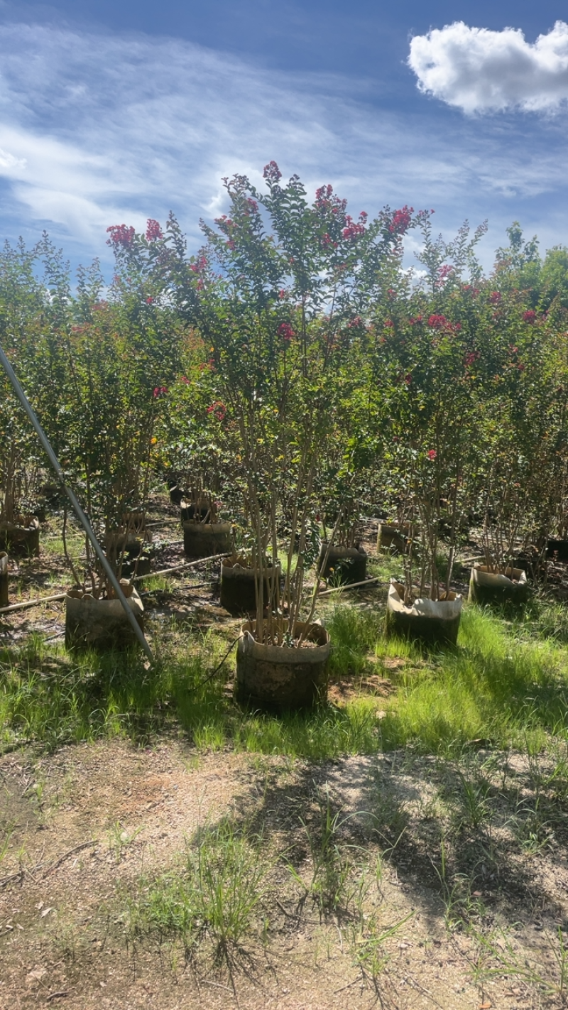大量出售各种规格的紫微有须联系价格优惠