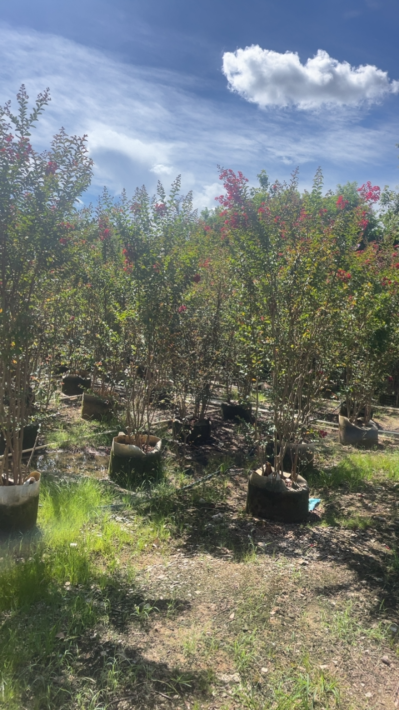 大量出售各种规格的紫微有须联系价格优惠
