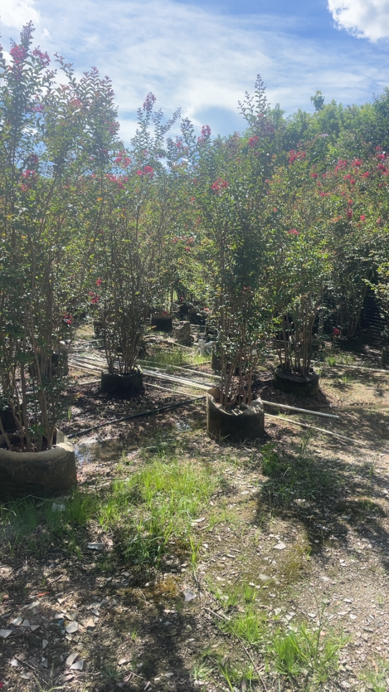 大量出售各种规格的紫微有须联系价格优惠