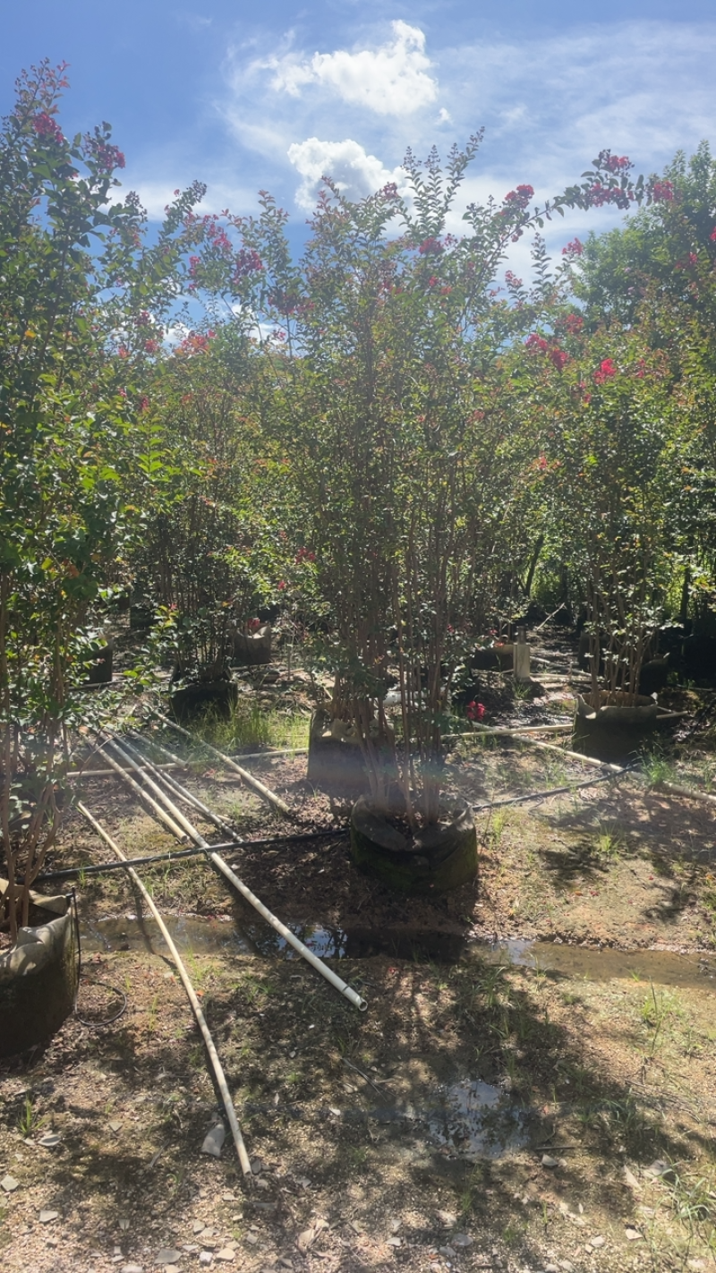 大量出售各种规格的紫微有须联系价格优惠