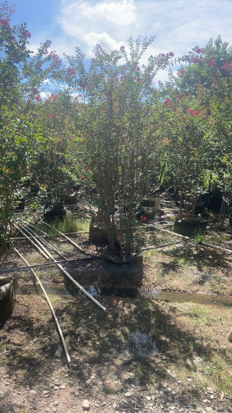 大量出售各种规格的紫微有须联系价格优惠