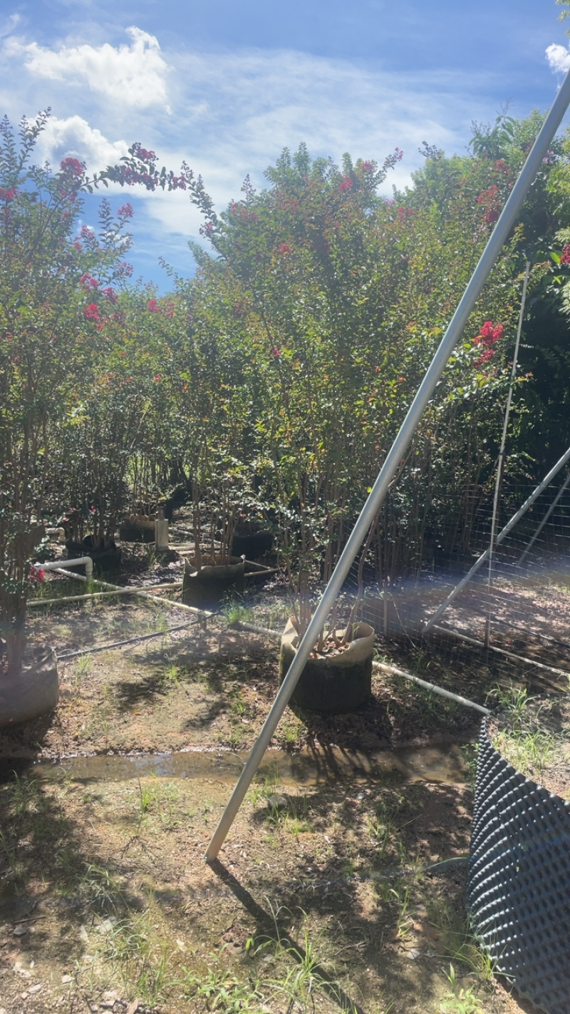 大量出售各种规格的紫微有须联系价格优惠