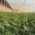 津优301早熟，把短有光泽耐低温弱光适温室大棚及早春大棚