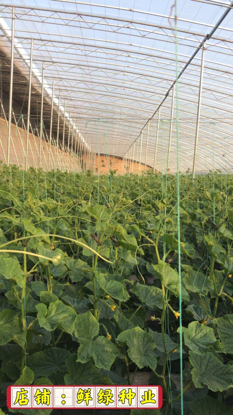 津优301早熟，把短有光泽耐低温弱光适温室大棚及早春大棚