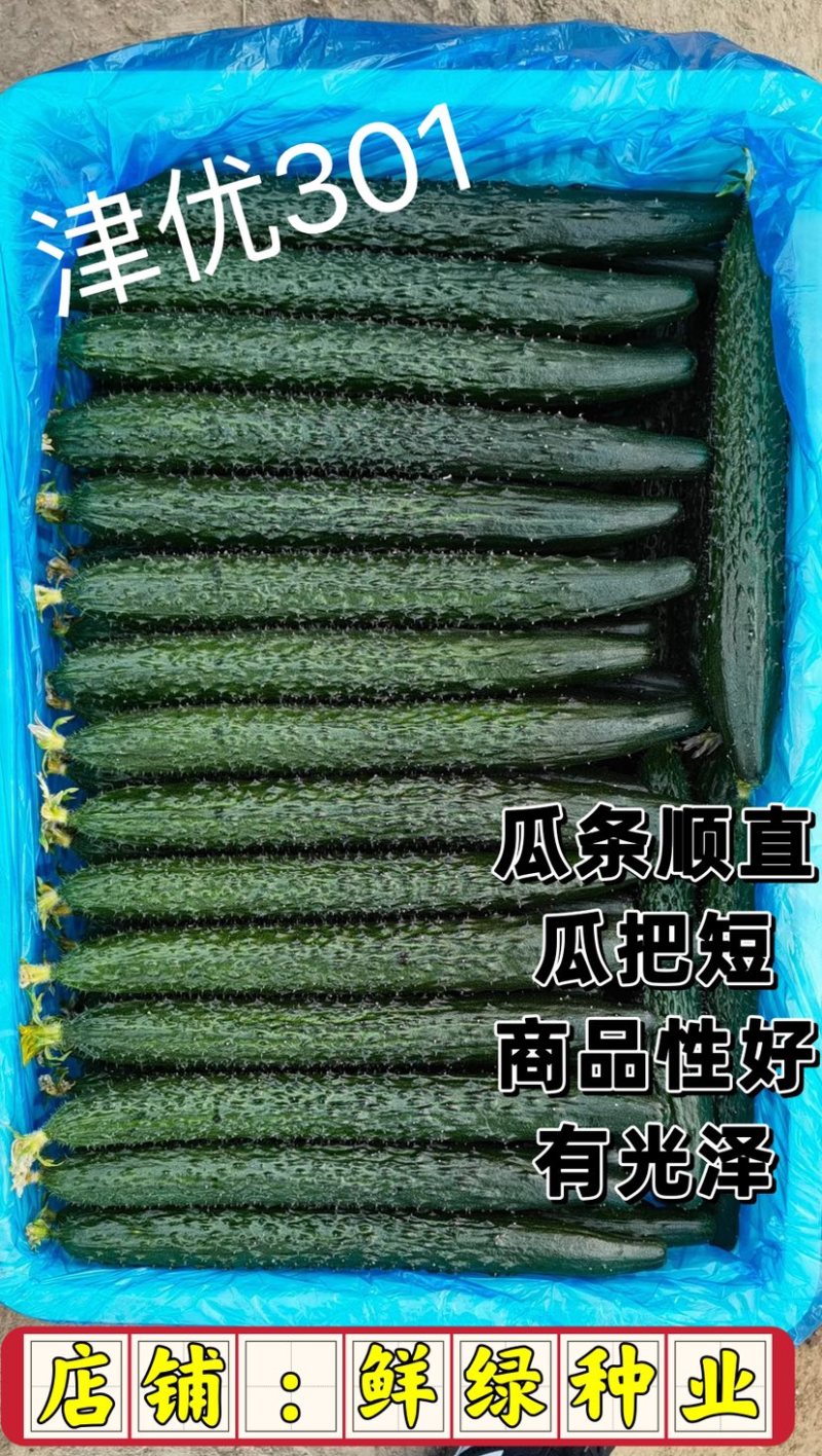 津优301早熟，把短有光泽耐低温弱光适温室大棚及早春大棚