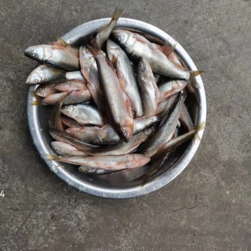 南方马口鱼，马口鱼鱼干，马口鱼冻品