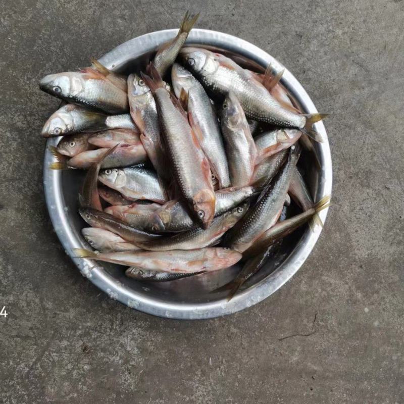 南方马口鱼，马口鱼鱼干，马口鱼冻品