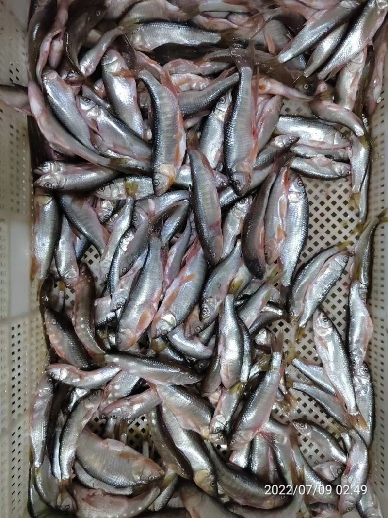 南方马口鱼，马口鱼鱼干，马口鱼冻品