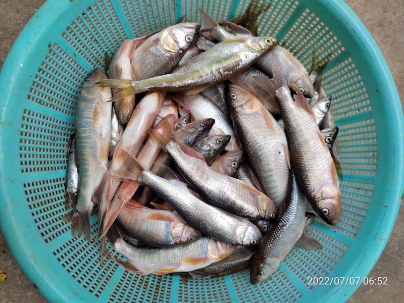 南方马口鱼，马口鱼鱼干，马口鱼冻品