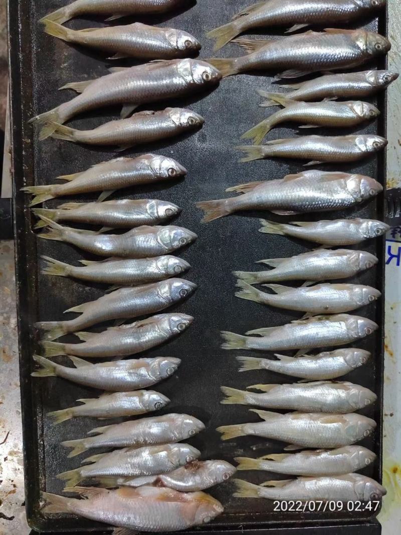 南方马口鱼，马口鱼鱼干，马口鱼冻品