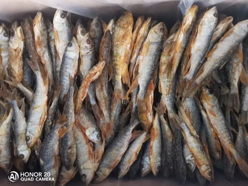南方马口鱼，马口鱼鱼干，马口鱼冻品