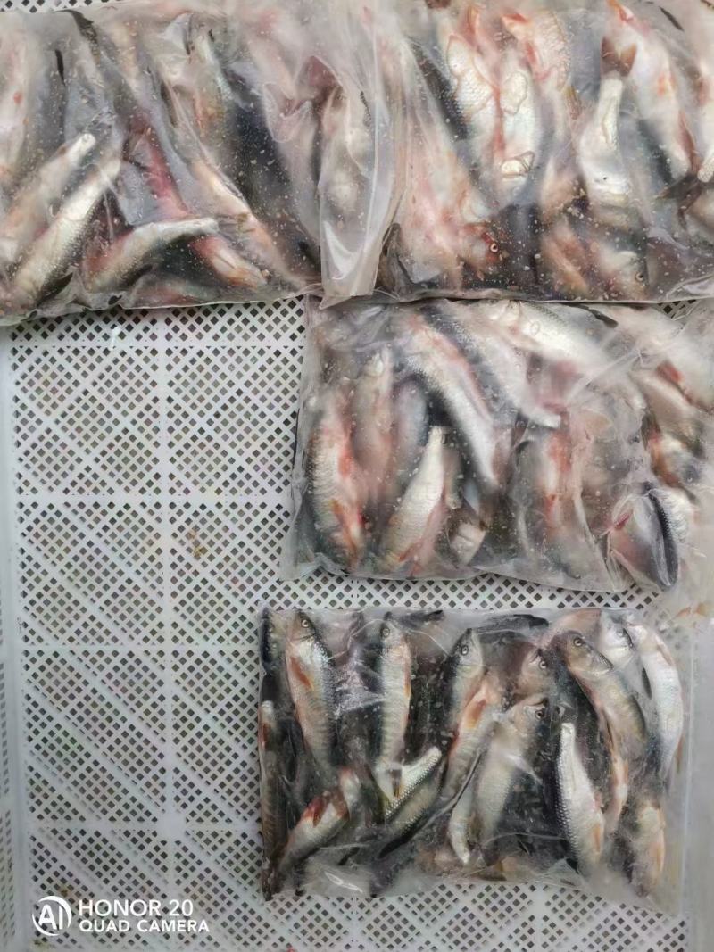 南方马口鱼，马口鱼鱼干，马口鱼冻品