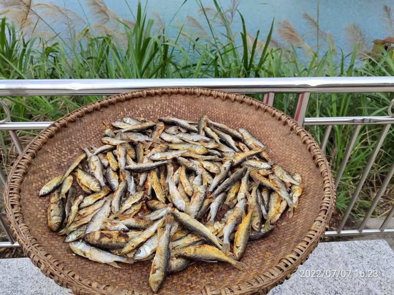 南方马口鱼，马口鱼鱼干，马口鱼冻品