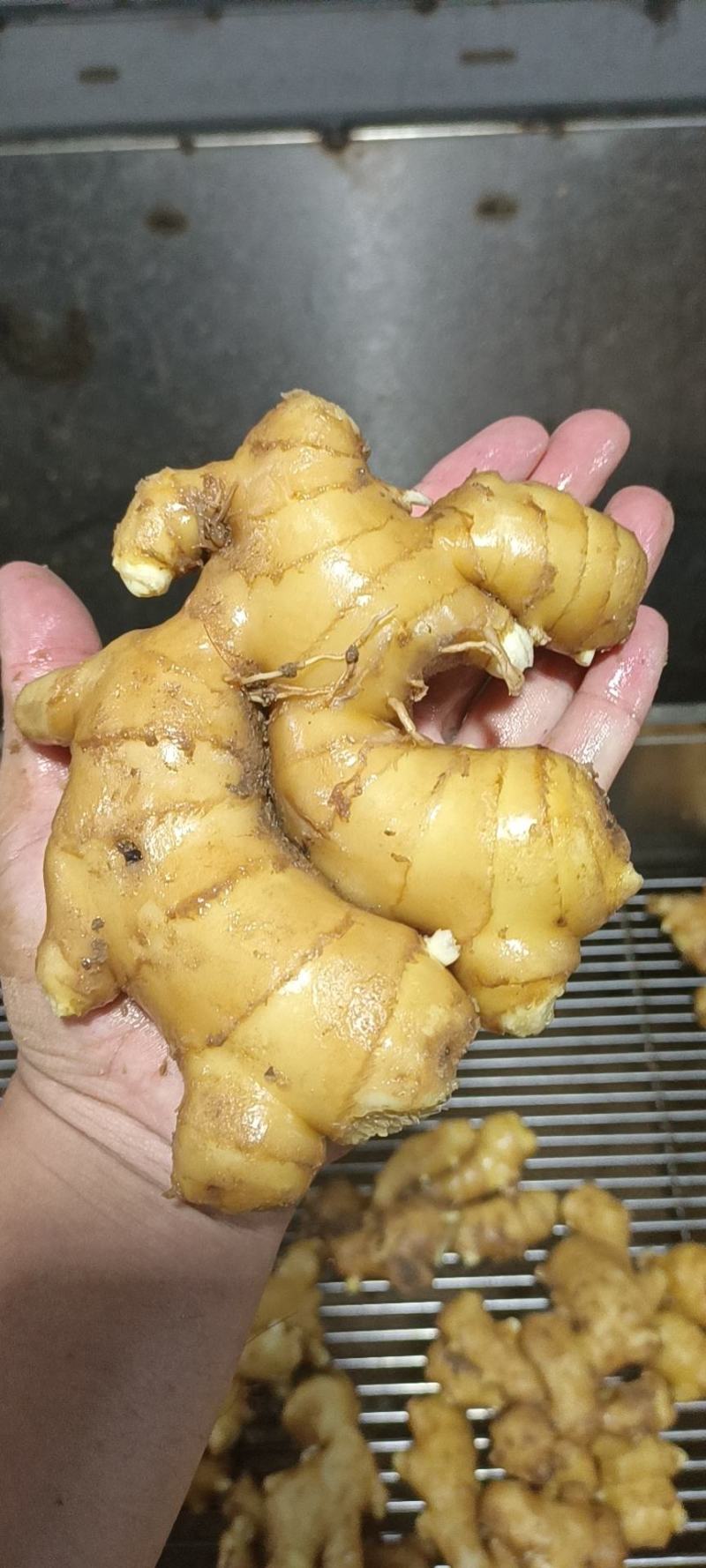 山东生姜生姜种子货源充足产地直发可视频看货