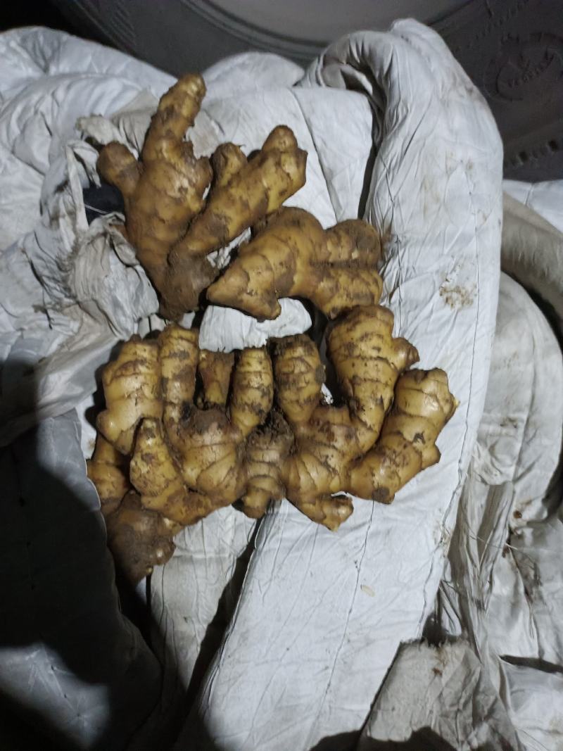 山东生姜生姜种子货源充足产地直发可视频看货