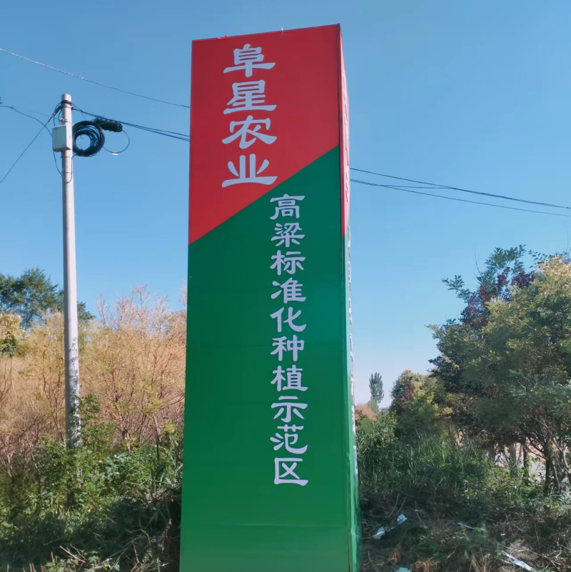 河北衡水阜城县高梁大量上市种植生产加工一体化企业直发质量
