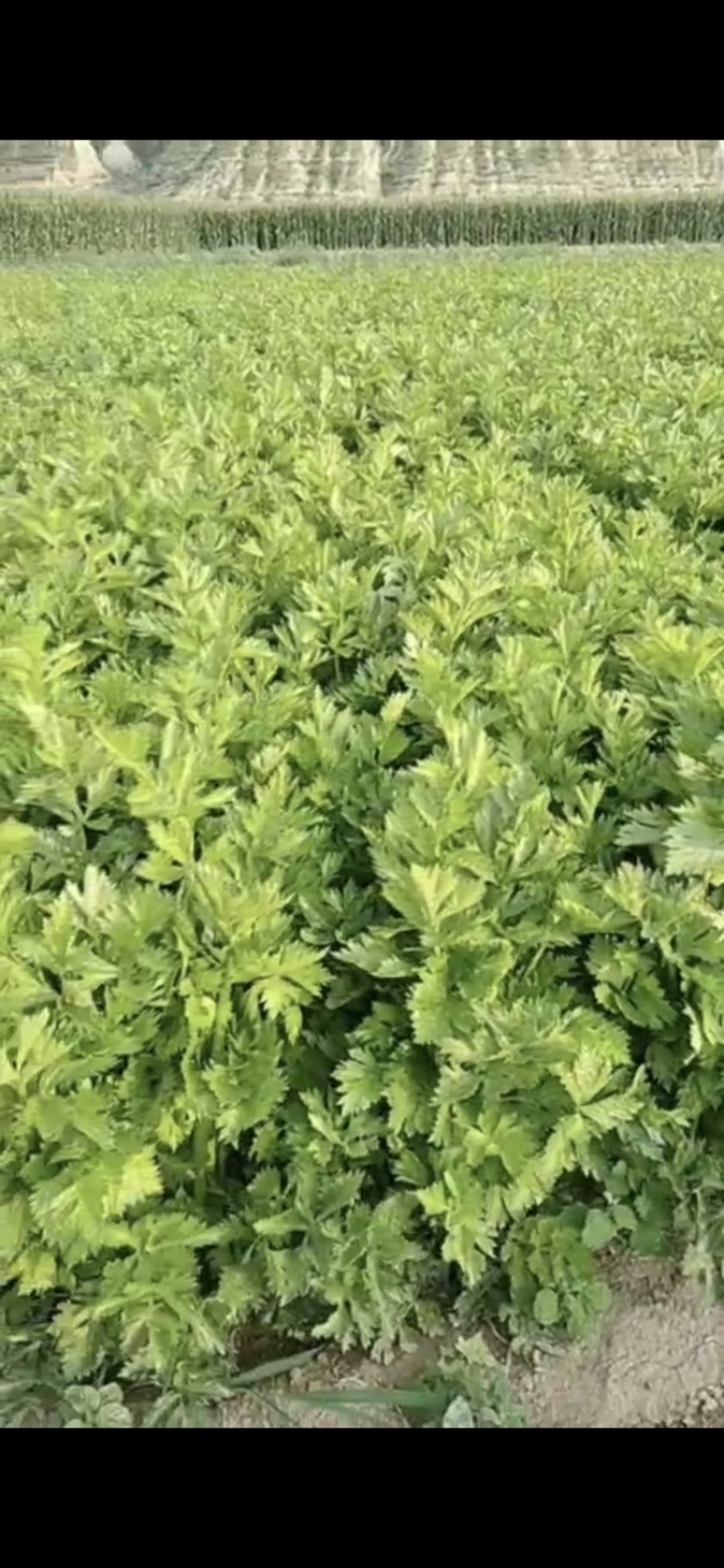河北张家口阳原县芹菜成熟了，需要采购请联系我