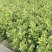 河北张家口阳原县芹菜成熟了，需要采购请联系我