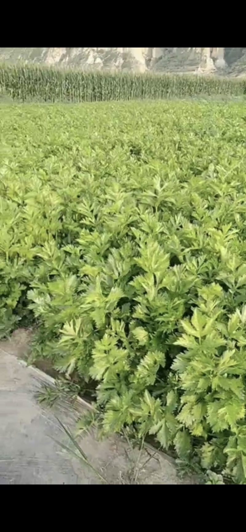 河北张家口阳原县芹菜成熟了，需要采购请联系我