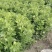 河北张家口阳原县芹菜成熟了，需要采购请联系我