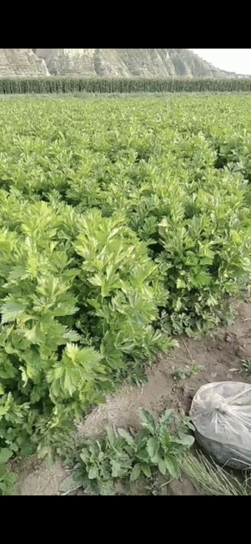 河北张家口阳原县芹菜成熟了，需要采购请联系我