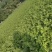 河北张家口阳原县芹菜成熟了，需要采购请联系我