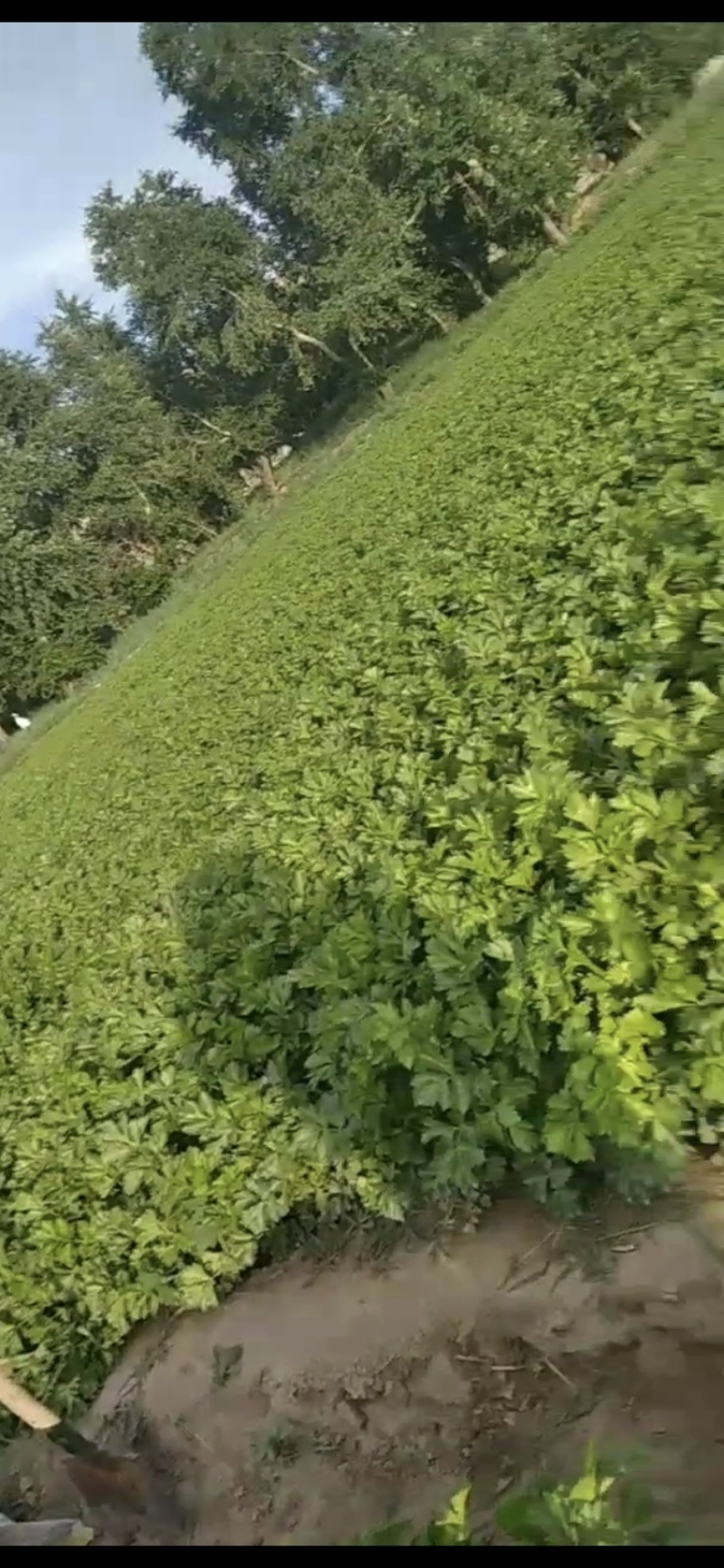 河北张家口阳原县芹菜成熟了，需要采购请联系我