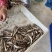 棍子鱼船丁鱼沙勾鱼棍子鱼干棍子鱼江西棍子鱼湖南