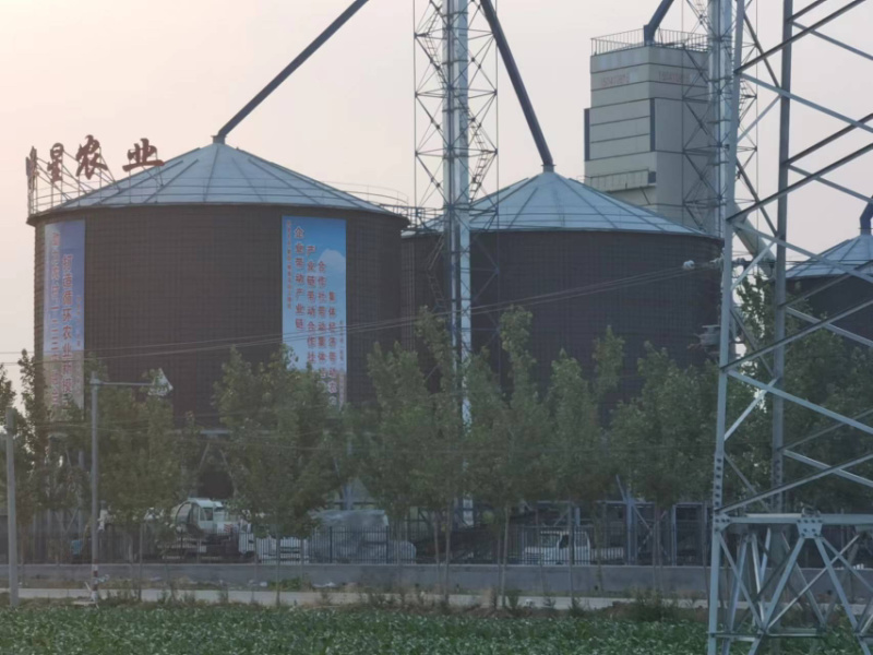 河北衡水阜城县高梁大量上市种植生产加工一体化企业直发质量