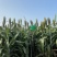 河北衡水阜城县高梁大量上市种植生产加工一体化企业直发质量