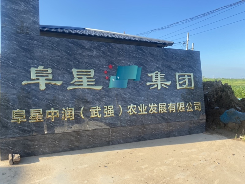 河北衡水阜城县高梁大量上市种植生产加工一体化企业直发质量
