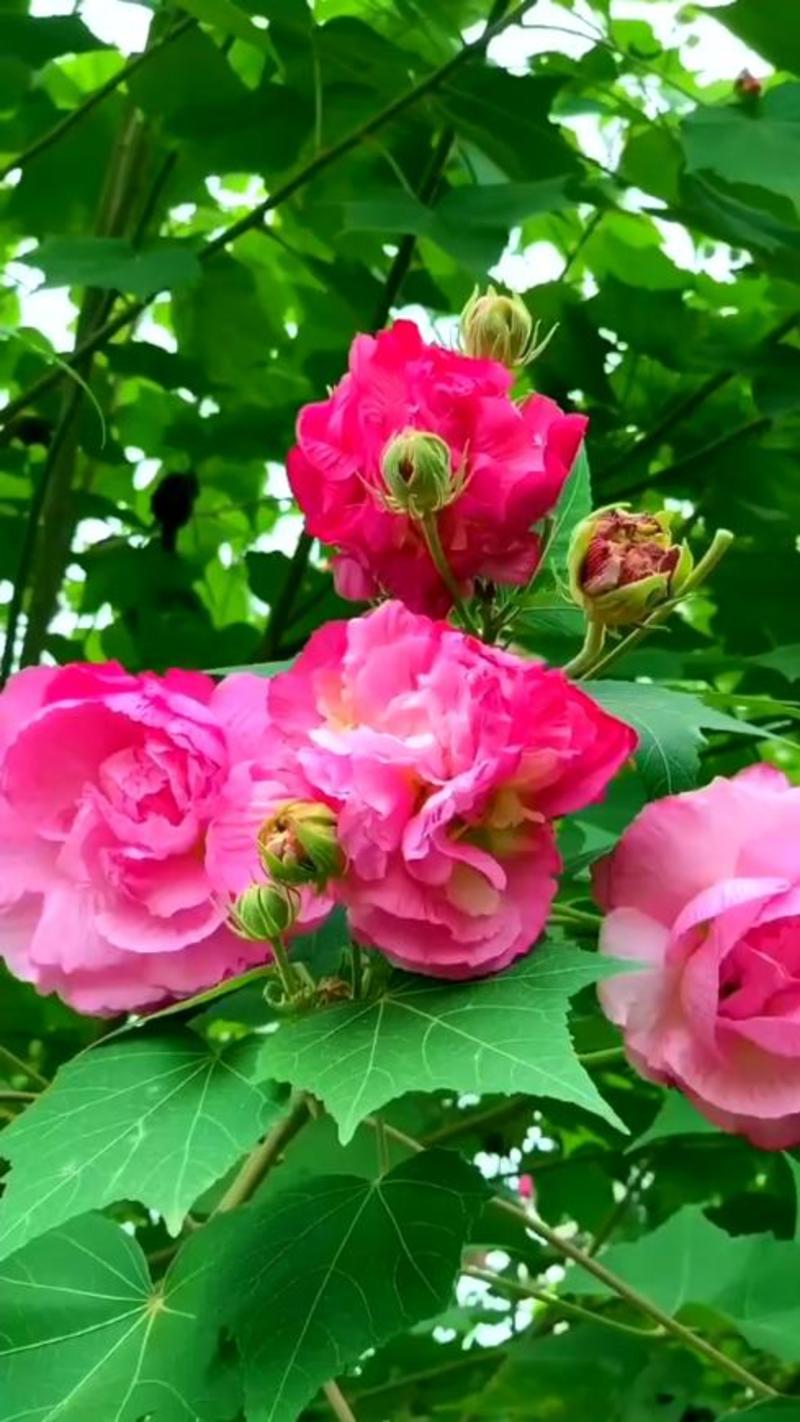 芙蓉花苗【有三醉芙蓉和粉红色两个品种】大花美芙蓉