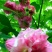 芙蓉花苗【有三醉芙蓉和粉红色两个品种】大花美芙蓉